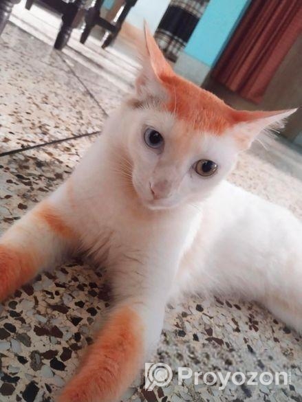 Mix Odd Eyed Persian Cat