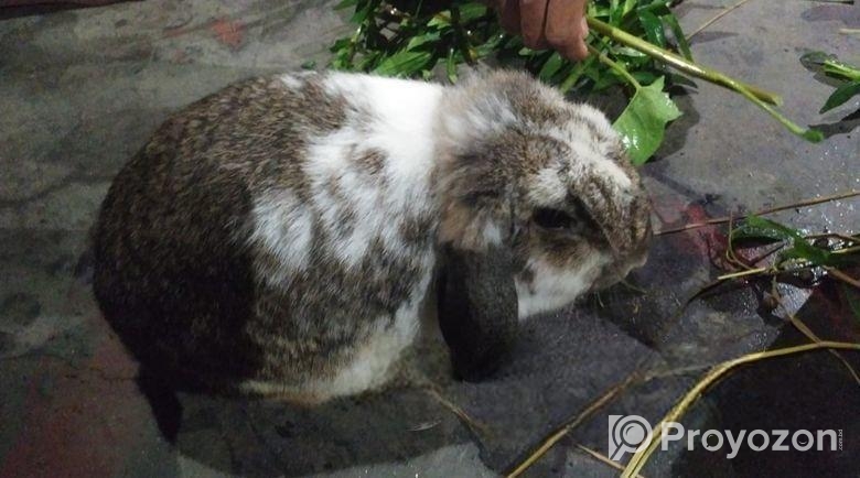 মিনি লপ অষ্টলিয়ান প্রজাতি