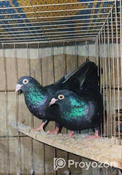 বাগদাদি হুমা ও গ্রিজের কবুতর বিক্রয়