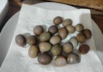 কিং কোয়েলে