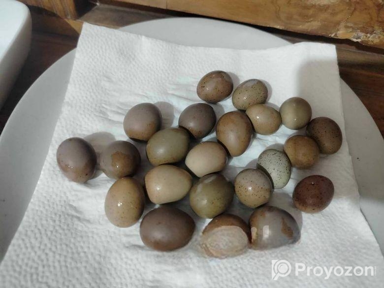 কিং কোয়েলে