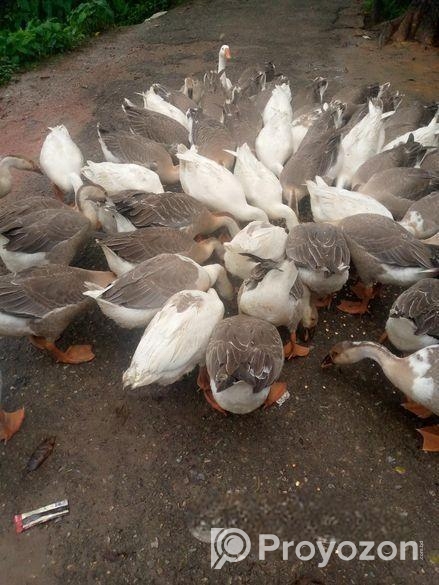 রাজা হাঁস বিক্রি হয়