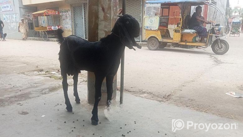 পাঠা ছাগল বিক্রয় করা হবে