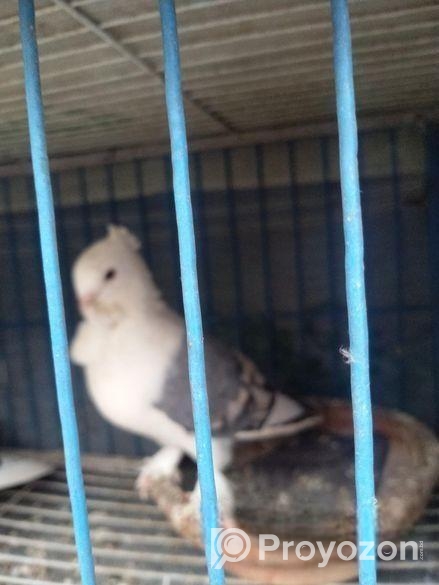 সাটিন মাদি