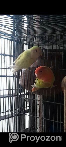 পিচ ফেস & রেড হেড লাভবার্ড