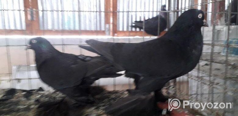 টামলার কবুতর