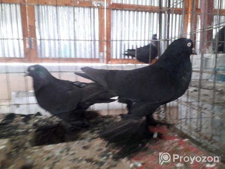 টামলার কবুতর