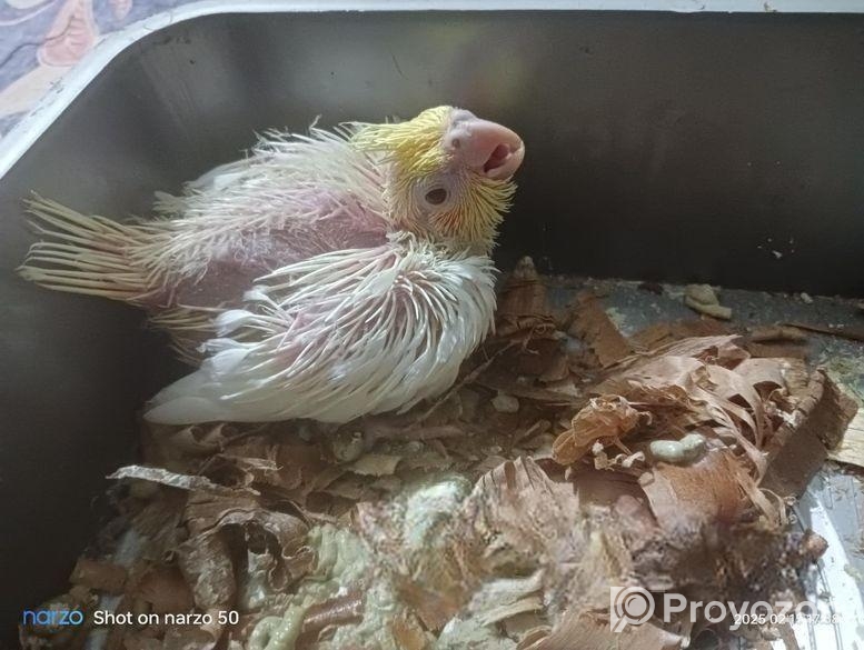 কোকাটেল এর বাচ্চা