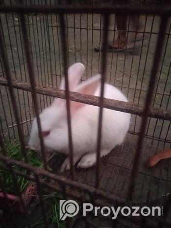 এই খরগোশটি বিক্রি হবে