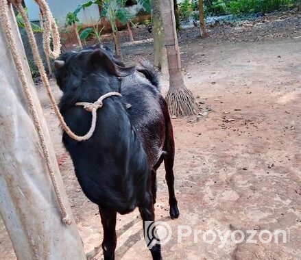 ছাগল বিক্রি করা হবে ( পাঠা )