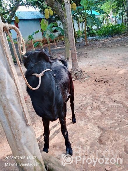 ছাগল বিক্রি করা হবে ( পাঠা )