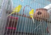 Japanese bird Sell Post
