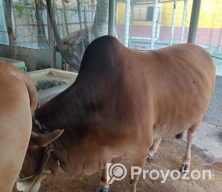 দেশি গরু