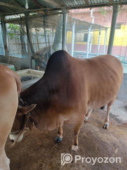 দেশি গরু