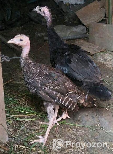 টার্কি মুরগি