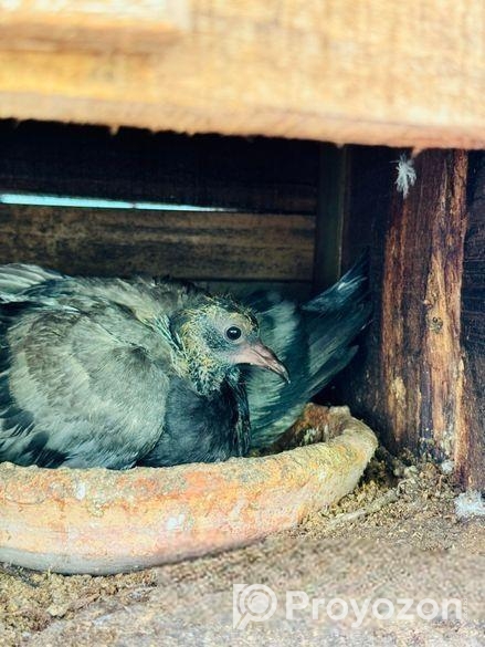 কবুতর পাখি