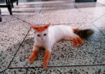 Mix Odd Eyed Persian Cat