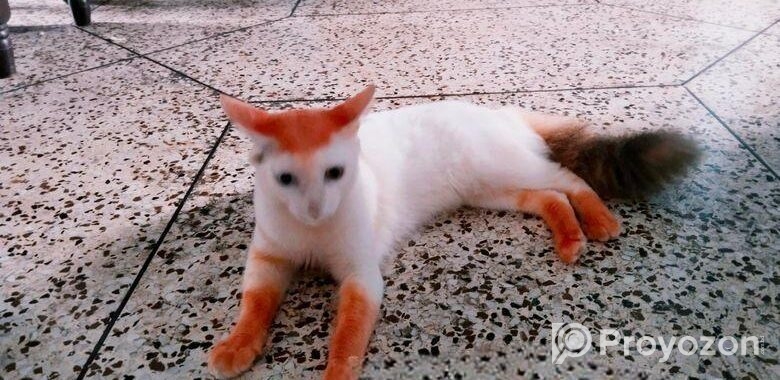 Mix Odd Eyed Persian Cat