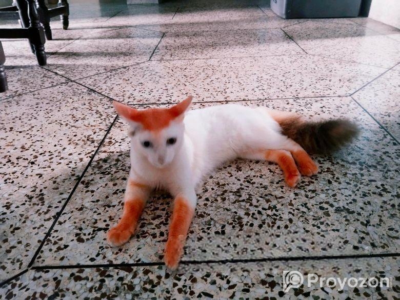 Mix Odd Eyed Persian Cat