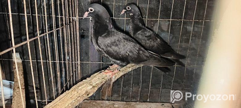 বাগদাদি হুমা ও গ্রিজের কবুতর বিক্রয়