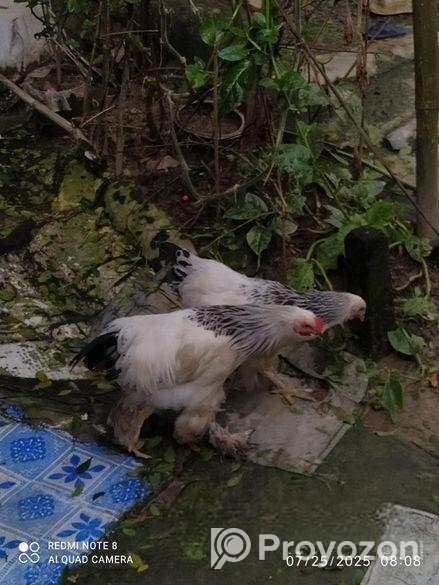 Brama murgi boro jater 7 mash boyos