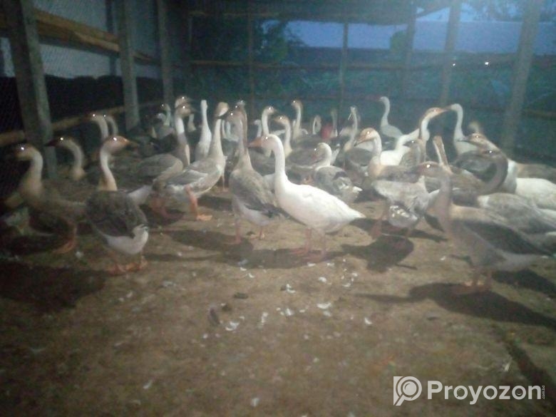 রাজা হাঁস বিক্রি হয়