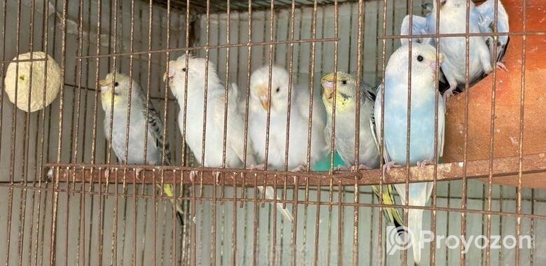 Japaanis Double Flower Bird