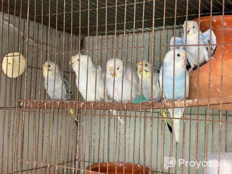 Japaanis Double Flower Bird