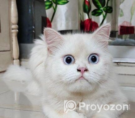 Persian Cat