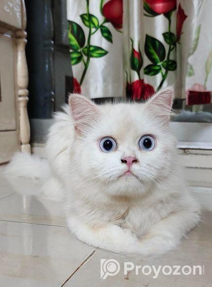 Persian Cat