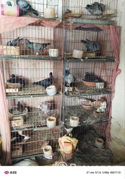 নানা জাতের কবুতর