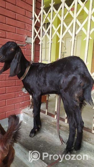 বড় জাতের তোতা ছাগল