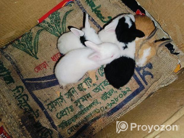 সবগুলো খরগোশ বিক্রি হবে