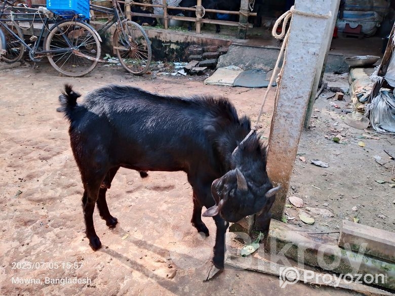 ছাগল বিক্রি করা হবে ( পাঠা )
