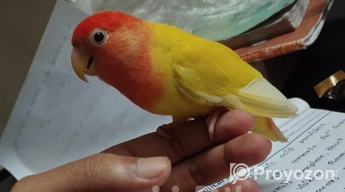 Red Head Opaline (Female) Love Bird