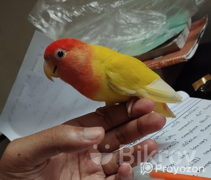 Red Head Opaline (Female) Love Bird