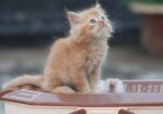 Cat for sell