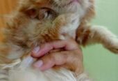 Persian Kitten Sell Post