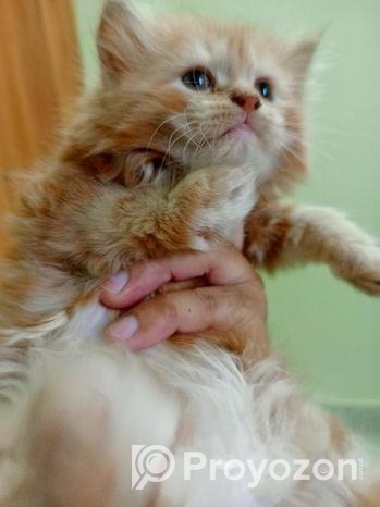 Persian Kitten Sell Post