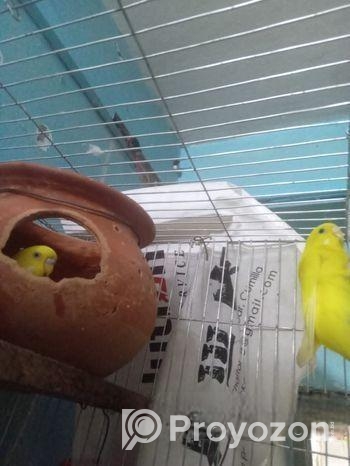 Japanese bird Sell Post