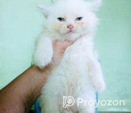 Persian female cat