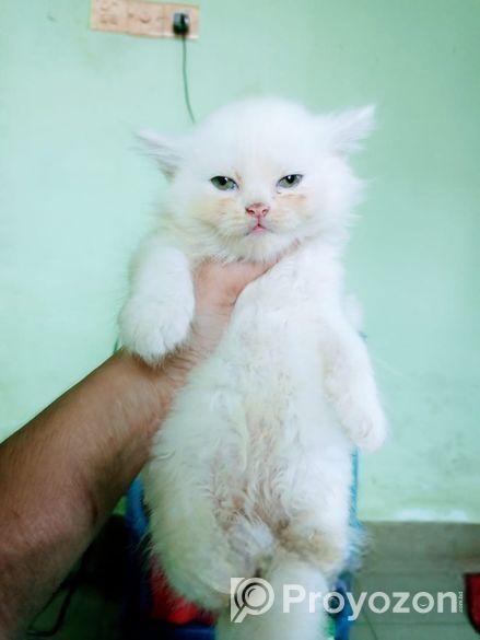 Persian female cat