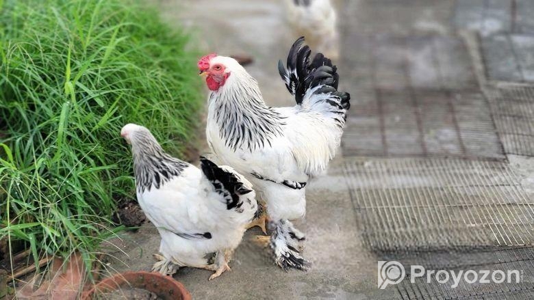 সৌখিন মুরগির বাচ্চা