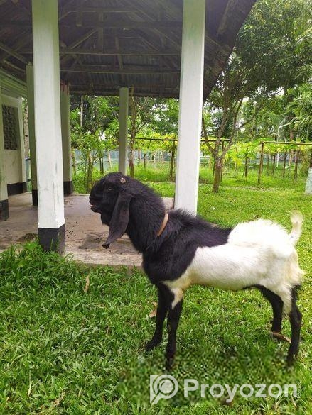 তুতা পাঠা বিক্রি হবে