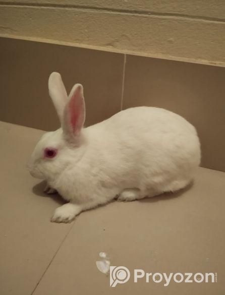 রানিং ফিমেল খরগোশ বিক্রি করা হবে