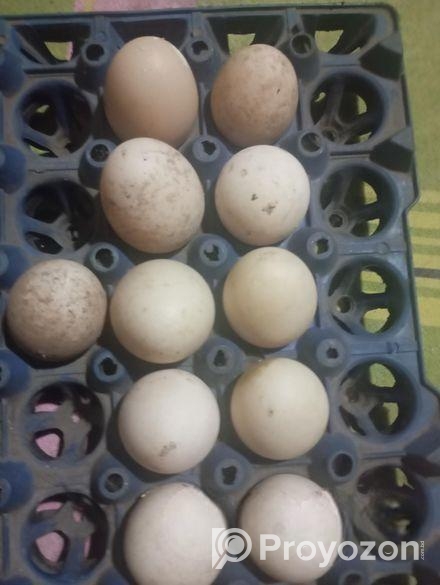 চিনা হাঁস