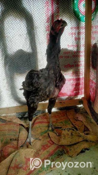 ইন্ডিয়ান কাগার লাইনের আসিল মুরগি