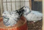 বাগদাদি হুমা ও গ্রিজের কবুতর বিক্রয়