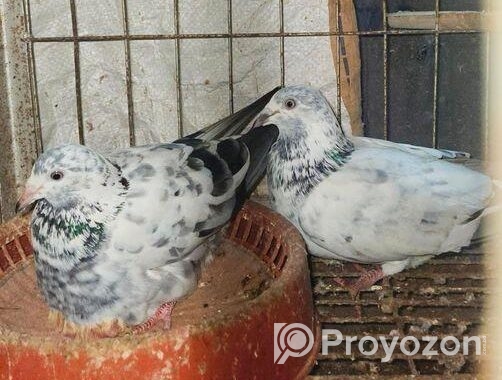 বাগদাদি হুমা ও গ্রিজের কবুতর বিক্রয়