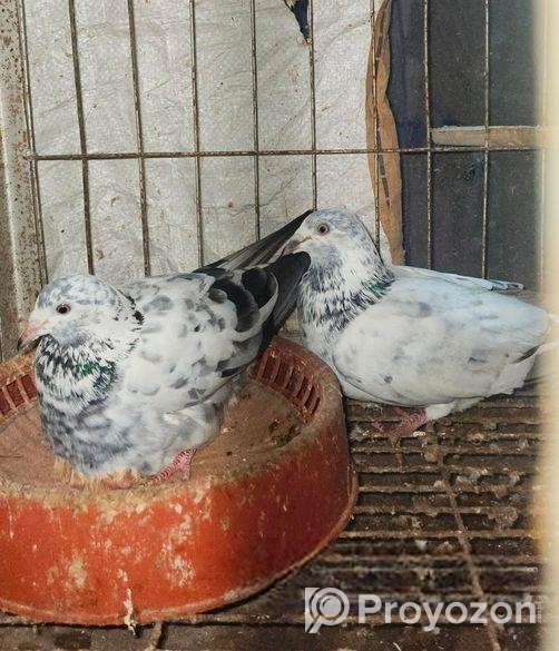 বাগদাদি হুমা ও গ্রিজের কবুতর বিক্রয়